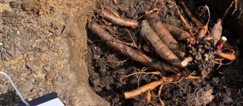 Plantation D Une Racine De Pivoine Herbac E Ou Itoh En Tapes