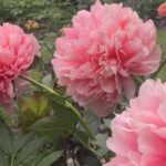 Paeonia 'Mary Jo Legare'