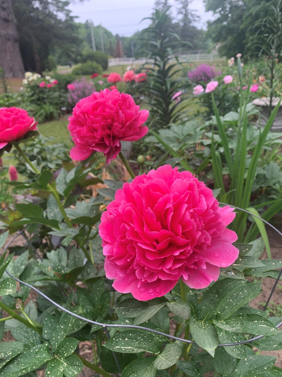 Fleurs de la pivoine 'Mary Jo Legare'