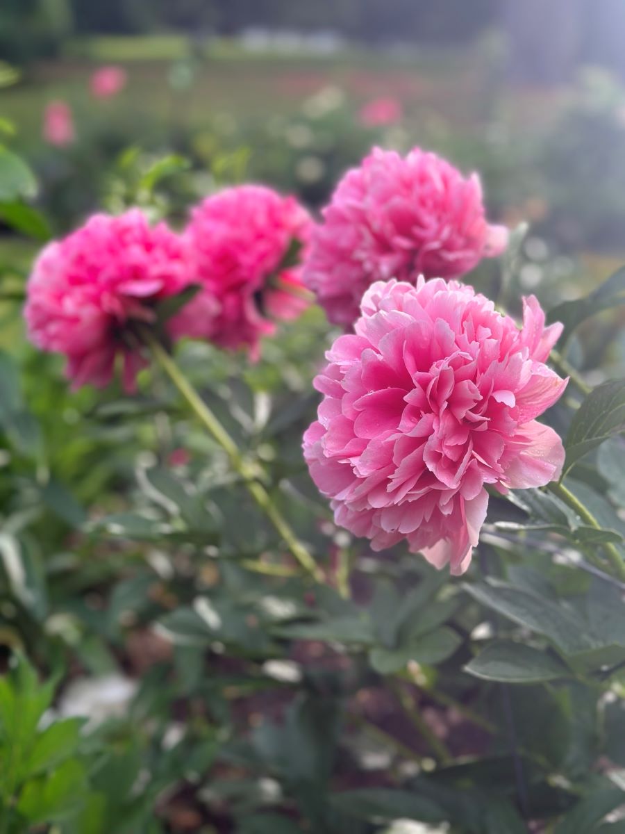 Fleurs de la pivoine 'Mary Jo Legare' pâlissant