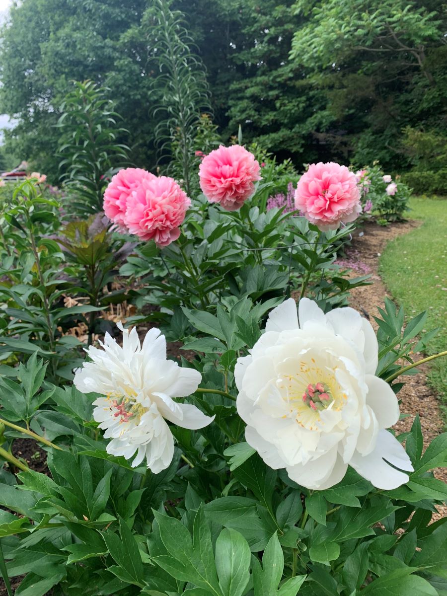 La jolie pivoine Itoh blanche 'Love Affair' devant les fleurs de 'Mary Jo Legare'